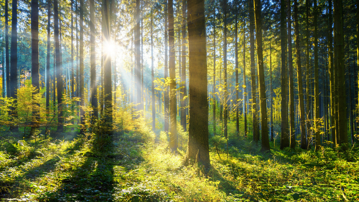 Trees in a forest