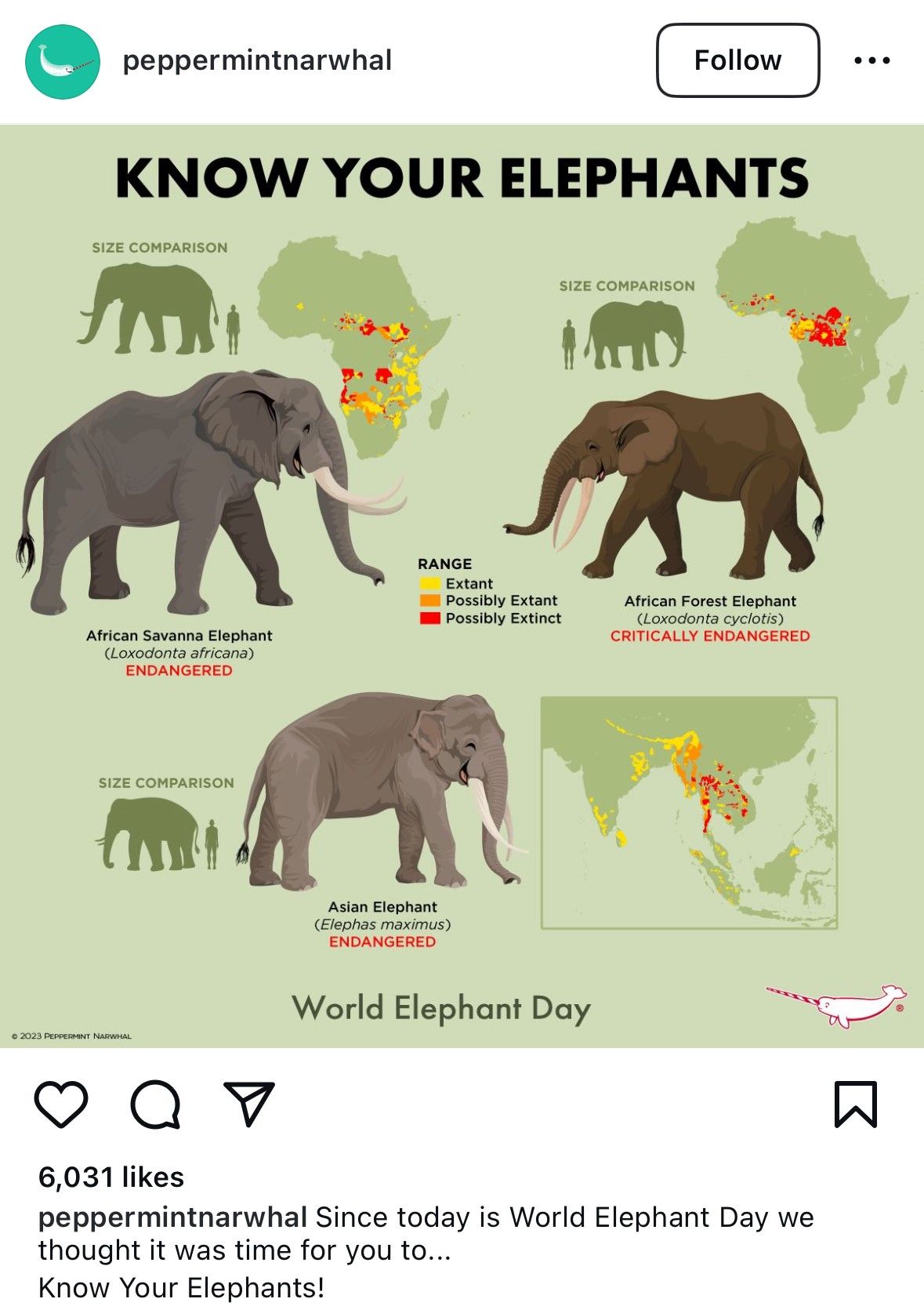 Peppermint Narwhal, World Elephant Day social media campaign.